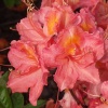 Азалия крупноцветковая (Azalea) 'Juanita' 40-60 С5 ПЧ/25
