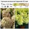 Гортензия метельчатая (Hydrangea paniculata) Гарденлайт XS-Лайт Р9 СП/26