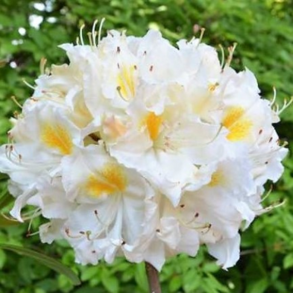 Основное изображение товара