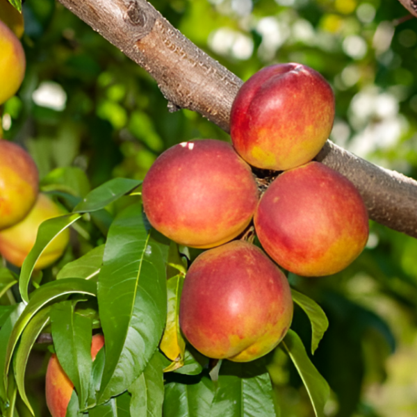 Основное изображение товара