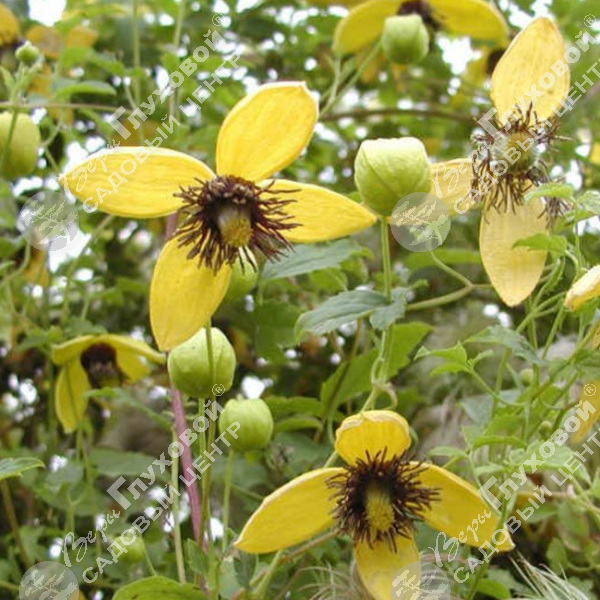 Клематис "Голден Тиара" на фото