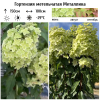 Гортензия метельчатая (Hydrangea paniculata) Металлика Р9 СП/26