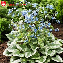 Основное изображение товара