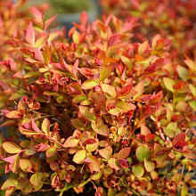 Основное изображение товара