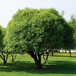 Ива ломкая 