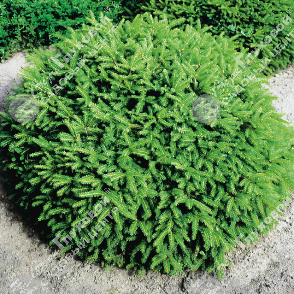 Ель обыкновенная "Нидиформис" на фото