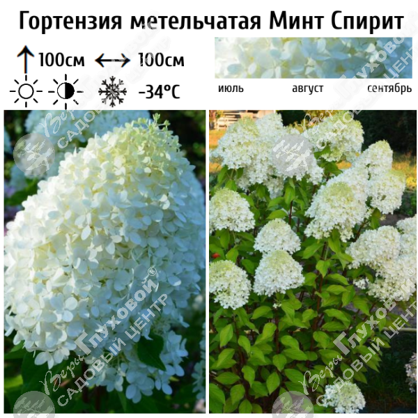 Гортензия метельчатая "Минт Спирит" на фото