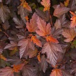 Пузыреплодник калинолистный 