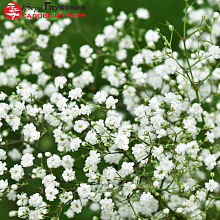 Основное изображение товара