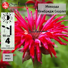 Основное изображение товара