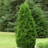 Туя западная (Thuja occidentalis) Пирамидалис Компакта   С3 ГлХ/23