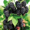 Ежевика Блэк Каскад (средний бесшипный) С3