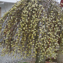 Основное изображение товара