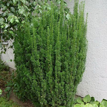 Основное изображение товара