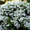 Чубушник (Philadelphus virginal) Виргинал   С3 СП/24