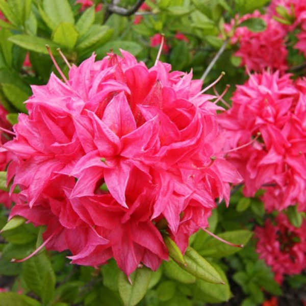 Основное изображение товара