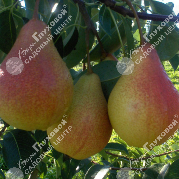Груша "Мраморная" на фото