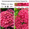 Гортензия крупнолистная (Hydrangea macrophyllа) Ребелион Феррари Лав С5 ГлХ/26