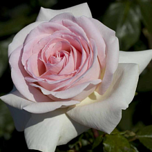 Основное изображение товара