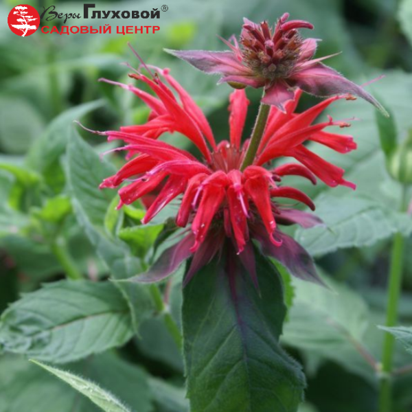 Основное изображение товара