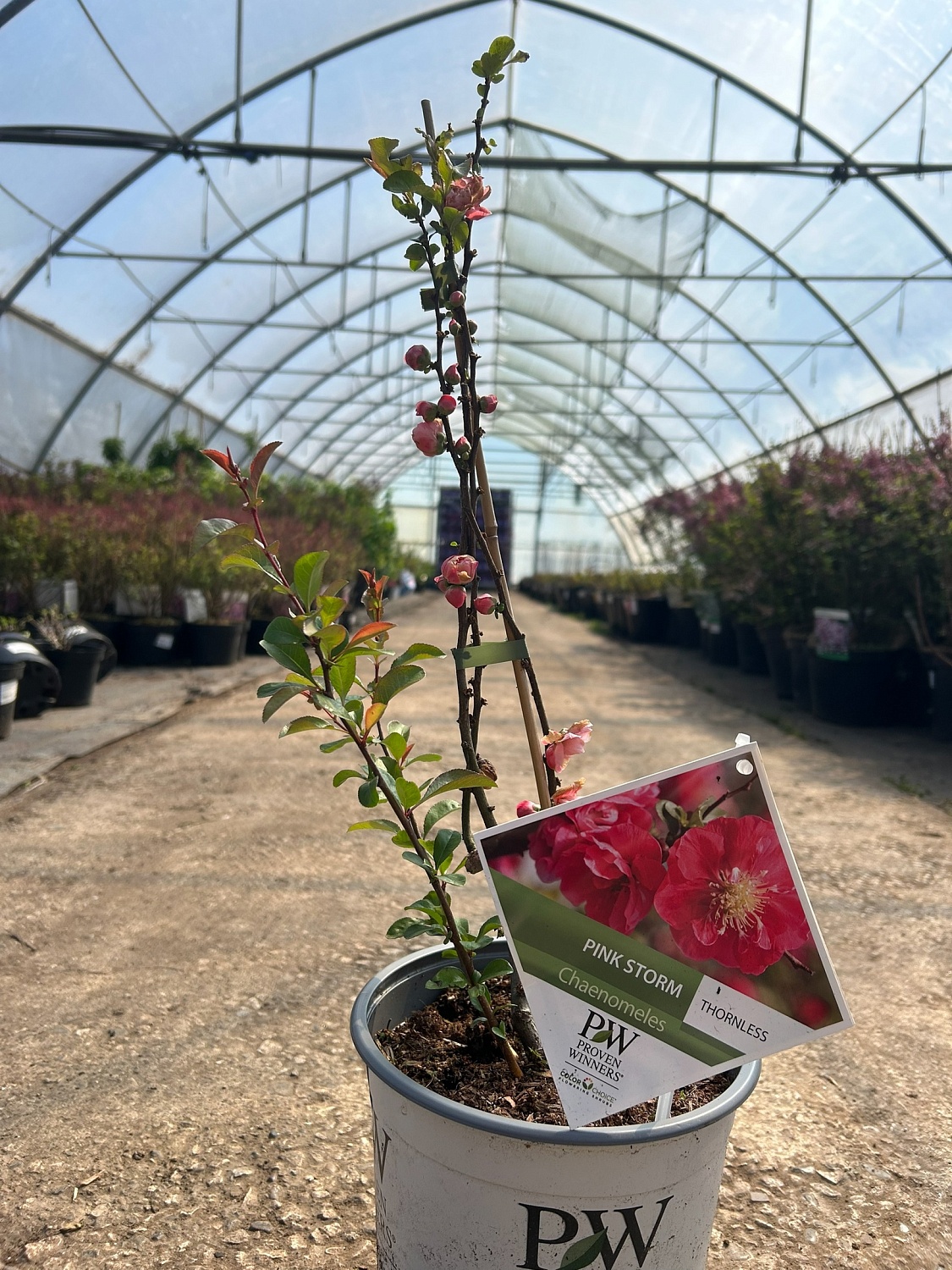 Хеномелес – весенний взрыв красок!