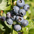 Голубика 