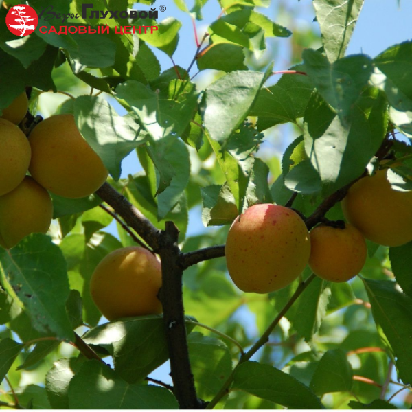 Основное изображение товара