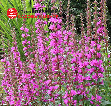 Основное изображение товара