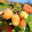 Малина 
