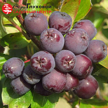 Основное изображение товара