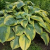 Хоста зибольда (Hosta siebolda) Френсис Вильямс С1,5 НСп/26