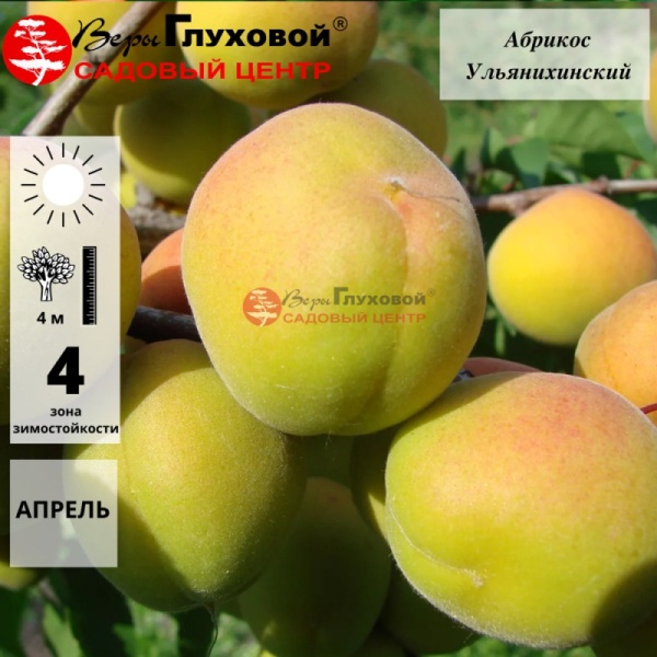 Абрикос Ульянихинский (средний сорт)