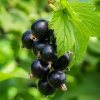 Смородина черная Литвиновская (средний сорт)