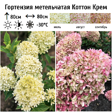Основное изображение товара