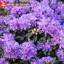 Основное изображение товара