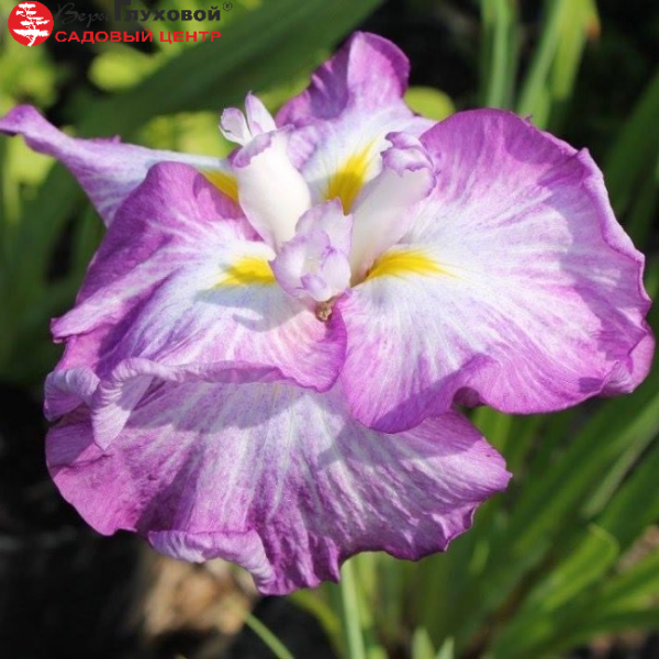 Основное изображение товара