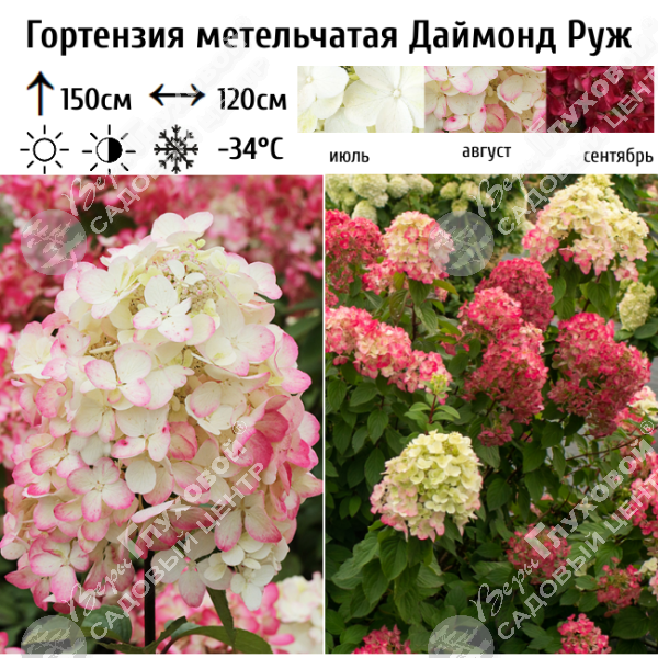 Гортензия метельчатая "Даймонд Руж" на фото