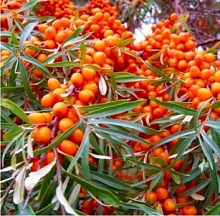 Облепиха Чуйская (позднелетняя)