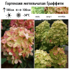 Гортензия метельчатая (Hydrangea paniculata) Граффити С10 СП/25