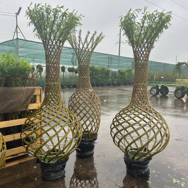 Основное изображение товара