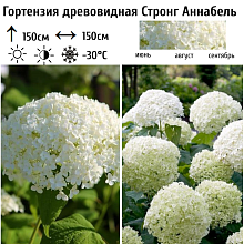 Основное изображение товара