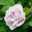 Роза Ругоза 