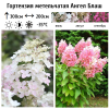 Гортензия метельчатая (Hydrangea paniculata) Ангел Блаш 2-3вет ОКС СП/25