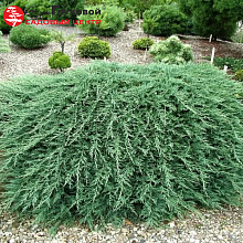 Можжевельник горизонтальный «Вилтони» (Можжевельник горизонтальный «Вилтони») Juniperus horizontalis