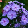 Флокс метельчатый (Phlox paniculata) Блю Бой С2 СП/26