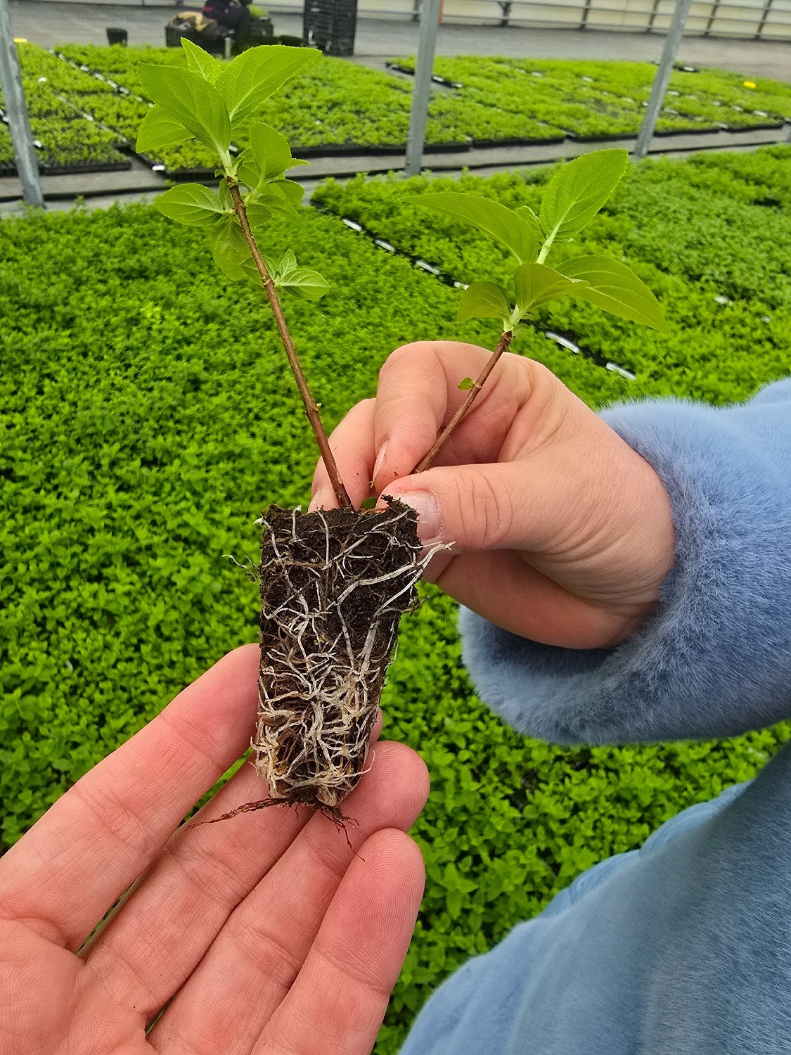 Международные эксперты в Питомнике и садовом центре Веры Глухово