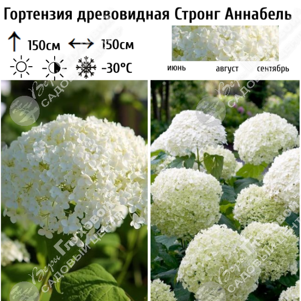 Гортензия древовидная "Стронг Аннабель" на фото
