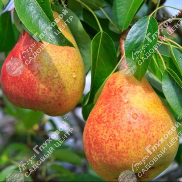 Груша "Памяти Яковлева" на фото