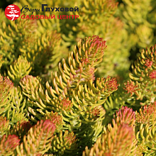 Основное изображение товара