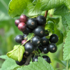 Смородина черная Поклон Борисовой (средний сорт)